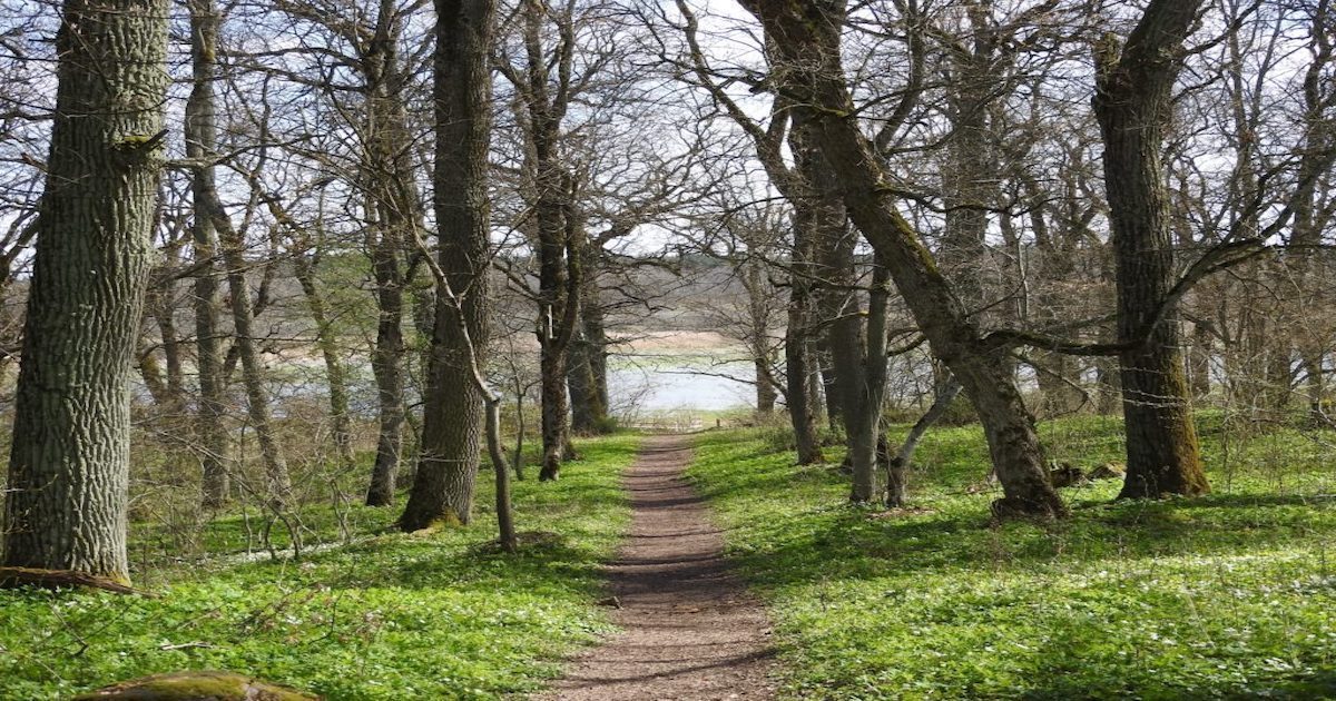 Naturnatt på Kärsön. Den lite bortglömda ön i Lovöns naturreservat upplever vi Naturnatten i år.