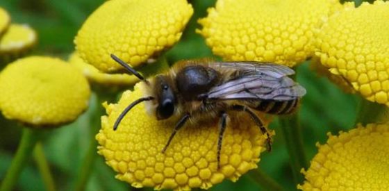 En temakväll om hur bina mår och vad vi kan göra för att hjälpa våra livsviktiga pollinatörer.